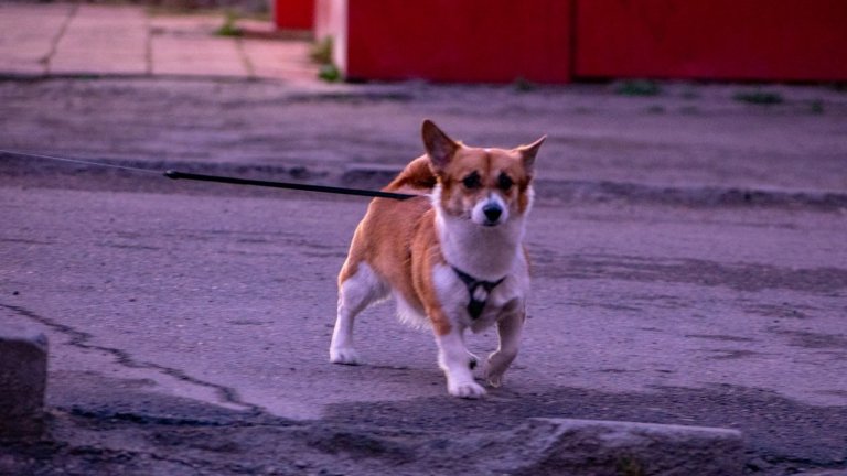 9 тысяч собак получили микрочипы в рамках обязательной регистрации в Иркутской области